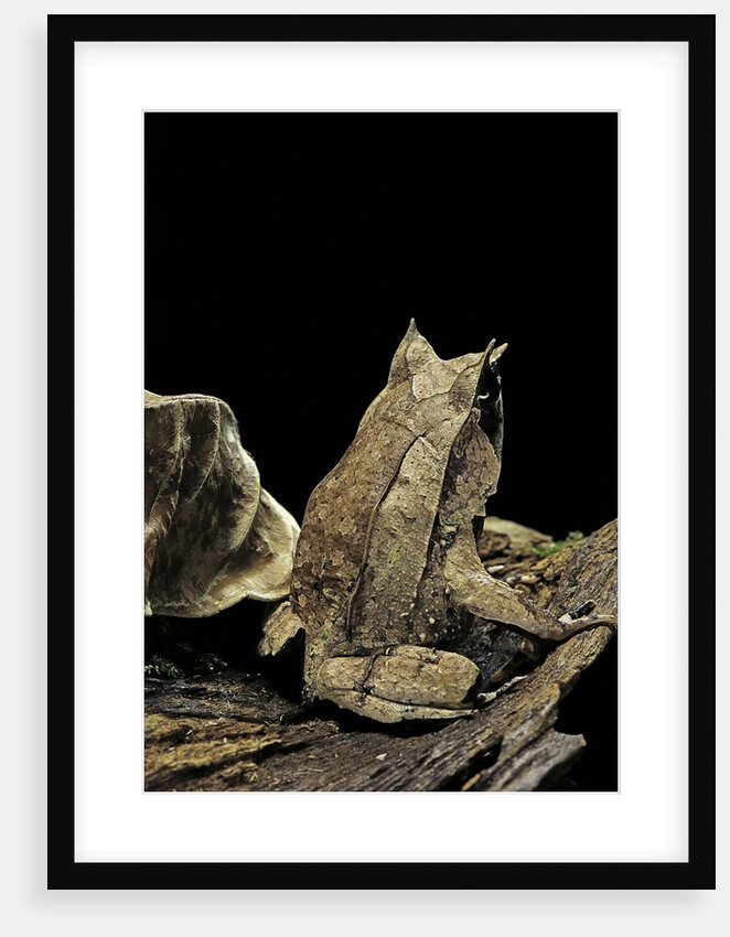 Megophrys nasuta (Malayan horned frog, long-nosed horned frog, Malayan leaf frog) by Anonymous