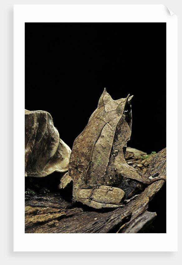 Megophrys nasuta (Malayan horned frog, long-nosed horned frog, Malayan leaf frog) by Anonymous
