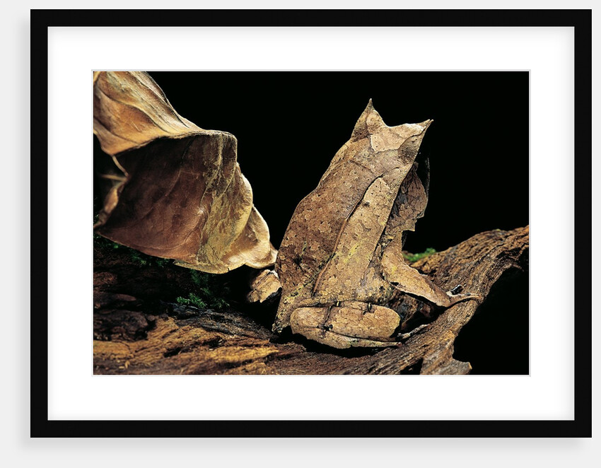 Megophrys nasuta (Malayan horned frog, long-nosed horned frog, Malayan leaf frog) by Anonymous