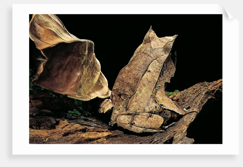 Megophrys nasuta (Malayan horned frog, long-nosed horned frog, Malayan leaf frog) by Anonymous