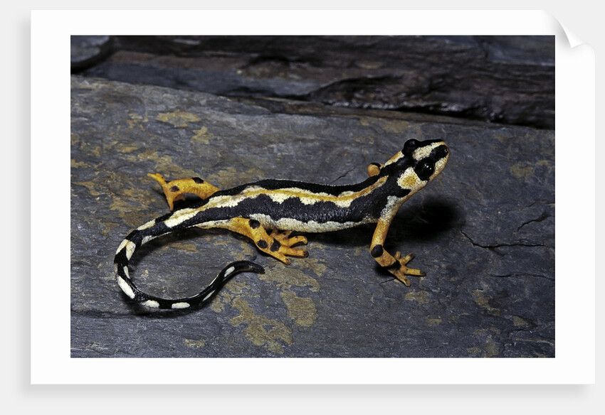 Neurergus kaiseri (Luristan newt, emperor spotted newt) by Anonymous