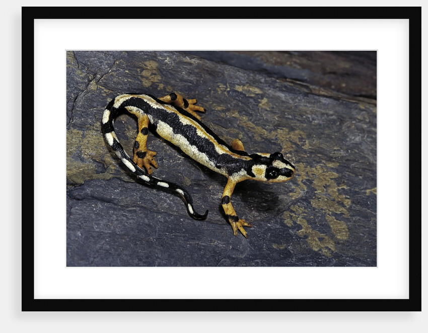 Neurergus kaiseri (Luristan newt, emperor spotted newt) by Anonymous