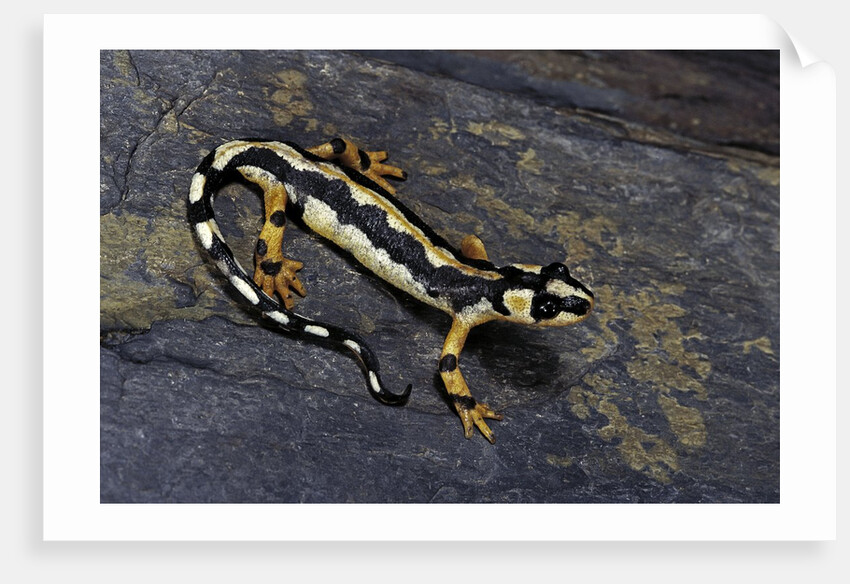Neurergus kaiseri (Luristan newt, emperor spotted newt) by Anonymous