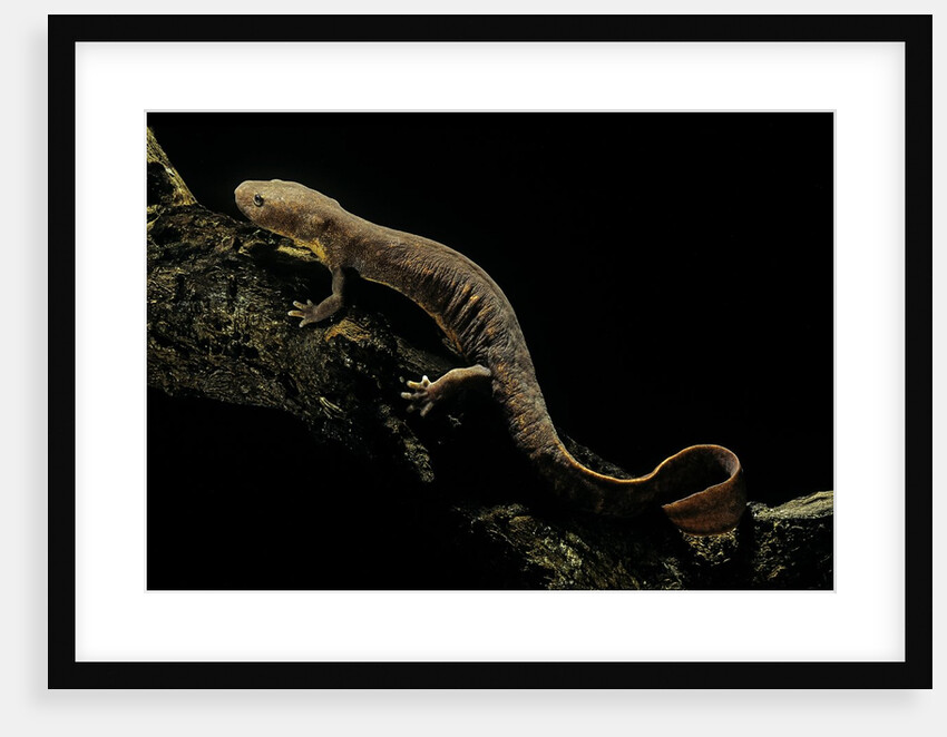 Pachyhynobius schangchengensis (Shangcheng stout salamander) by Anonymous