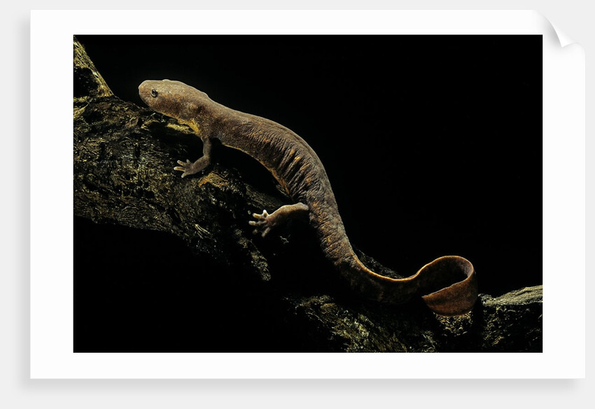 Pachyhynobius schangchengensis (Shangcheng stout salamander) by Anonymous