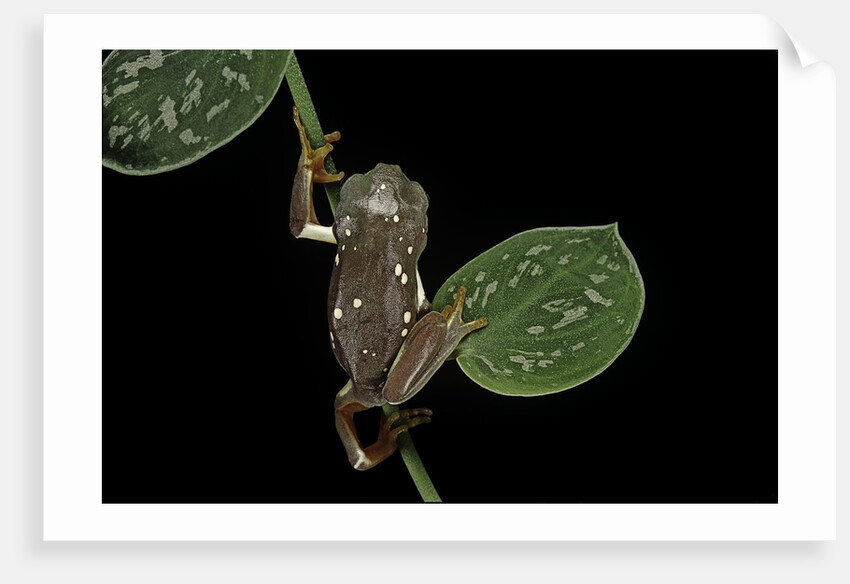 Pachymedusa dacnicolor (Mexican leaf frog) by Anonymous