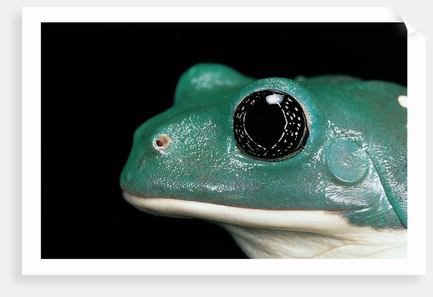 Pachymedusa dacnicolor (Mexican leaf frog) by Anonymous