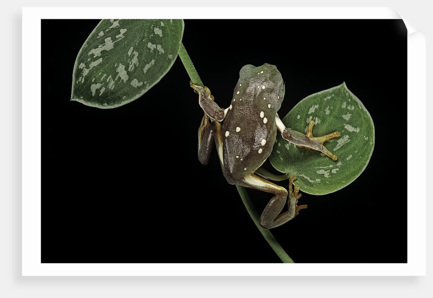 Pachymedusa dacnicolor (Mexican leaf frog) by Anonymous
