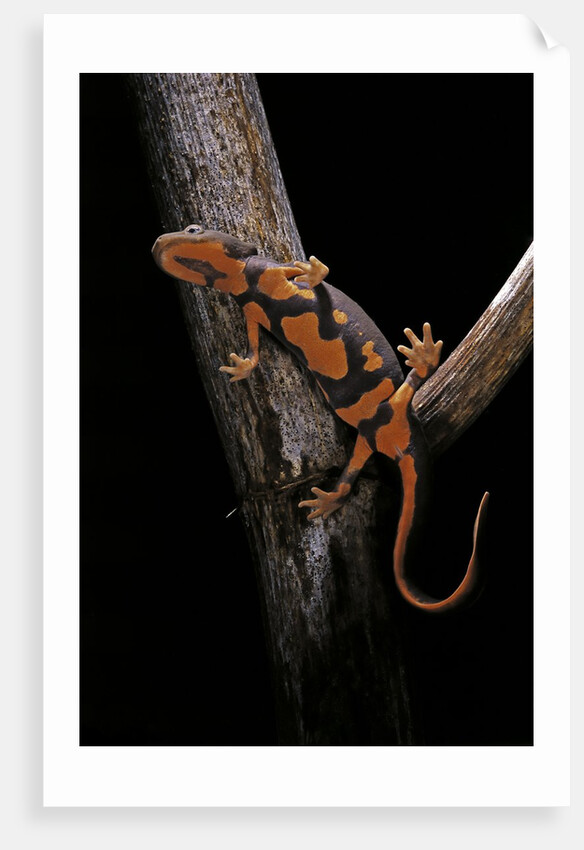 Pachytriton breviceps by Anonymous