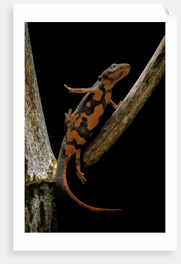 Pachytriton breviceps by Anonymous