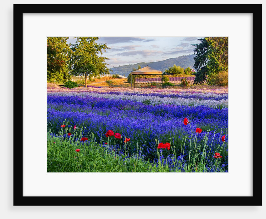 Tent in Lavender field by Anonymous