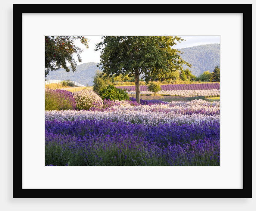 Lone Tree in Lavender field by Anonymous