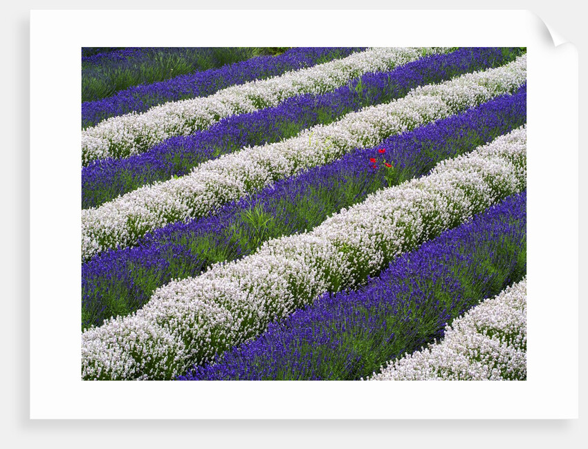 Rows of Lavender With Poppies by Anonymous
