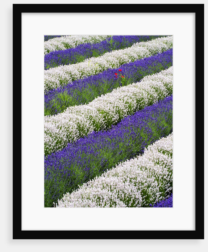 Rows of Lavender With Poppies by Anonymous