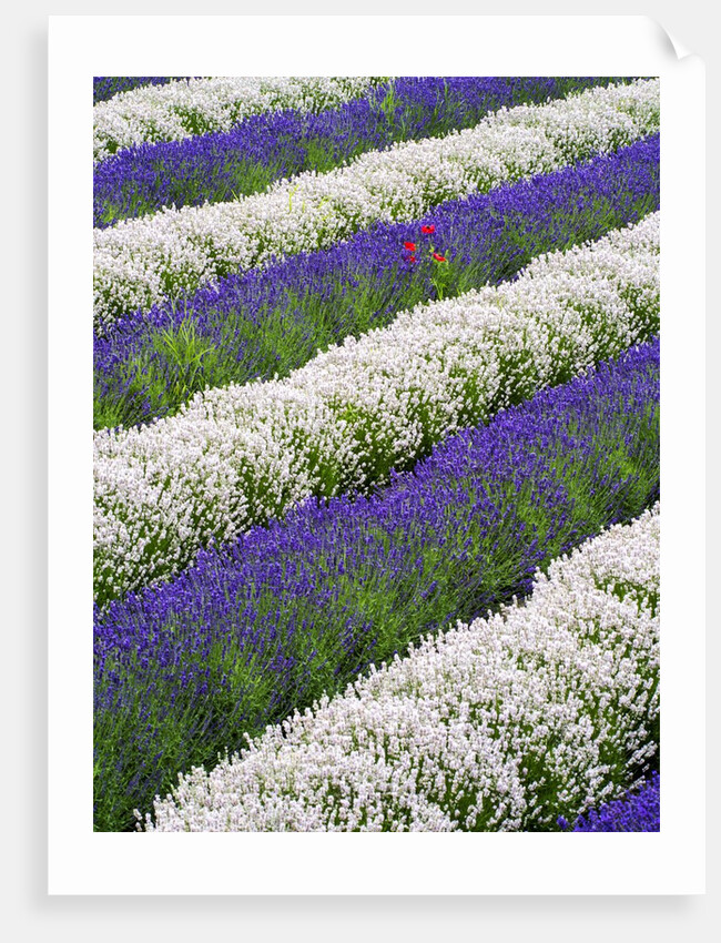 Rows of Lavender With Poppies by Anonymous