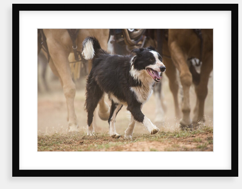 Cowdog helping with round up by Anonymous