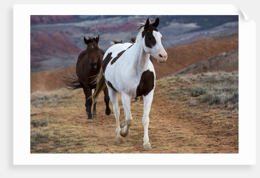 Horses at Full Gallop by Anonymous