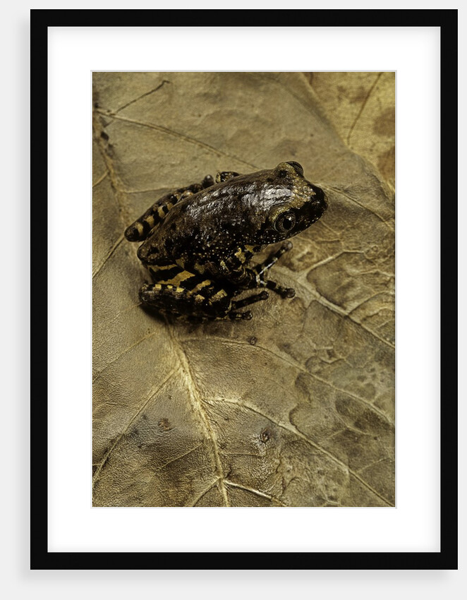 Phlyctimantis boulengeri by Anonymous