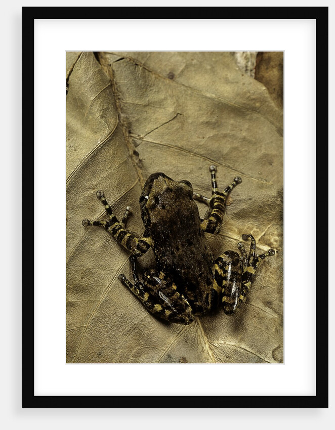 Phlyctimantis boulengeri by Anonymous