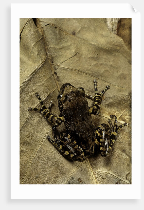 Phlyctimantis boulengeri by Anonymous
