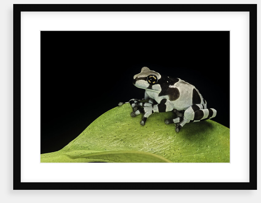 Phrynohyas resinifictrix (Amazon milk frog) - young by Anonymous