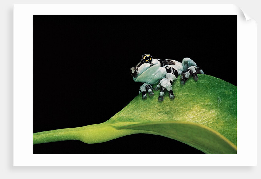 Phrynohyas resinifictrix (Amazon milk frog) - young by Anonymous