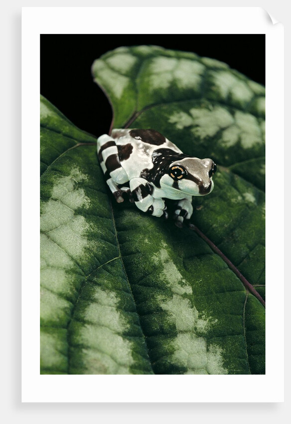 Phrynohyas resinifictrix (Amazon milk frog) - young by Anonymous