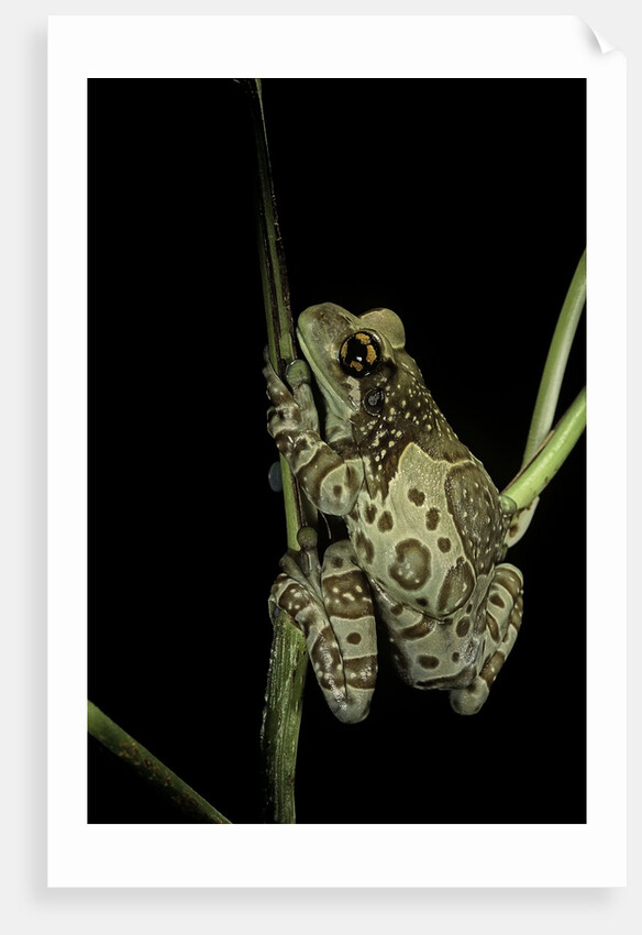 Phrynohyas resinifictrix (Amazon milk frog) by Anonymous
