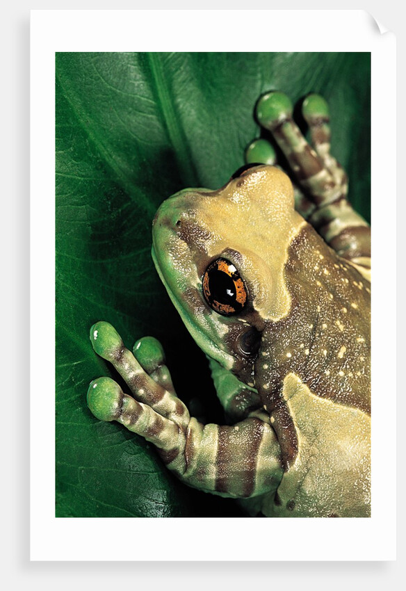 Phrynohyas resinifictrix (Amazon milk frog) by Anonymous
