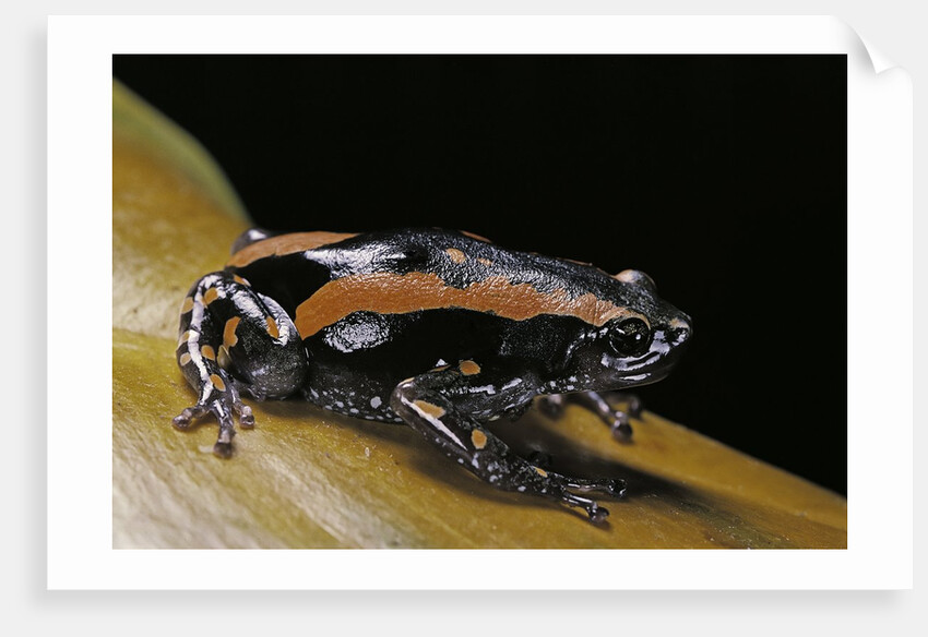 Phrynomantis bifasciatus (banded rubber frog) by Anonymous