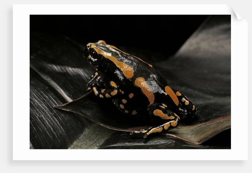Phrynomantis bifasciatus (banded rubber frog) by Anonymous
