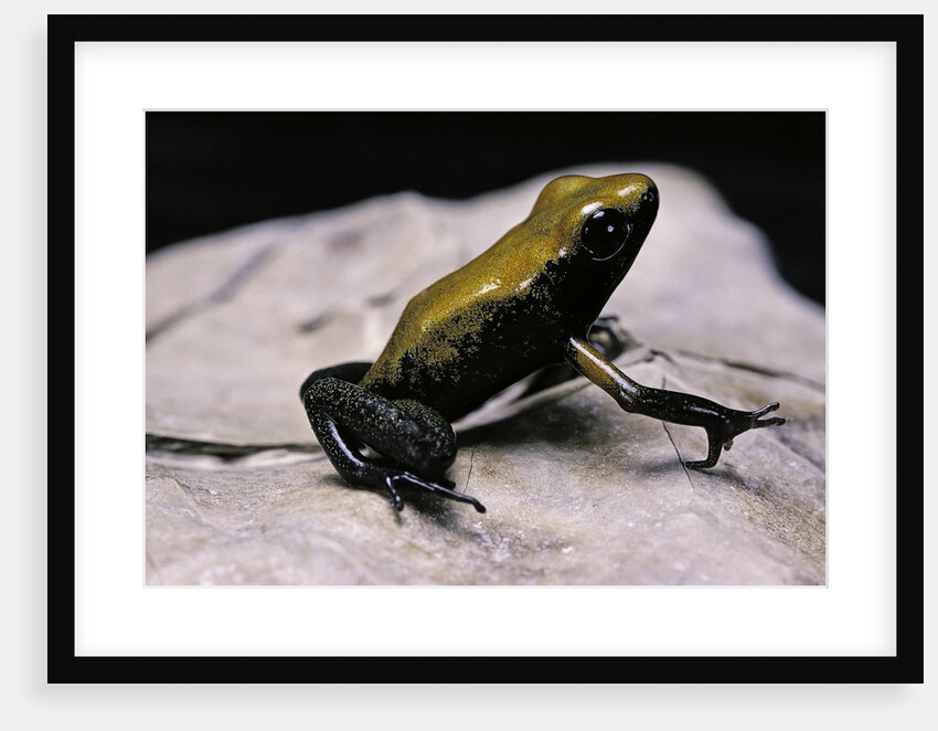 Phyllobates bicolor (black-legged dart frog) by Anonymous