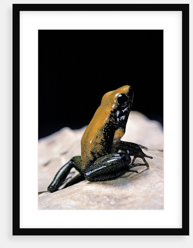 Phyllobates bicolor (black-legged dart frog) by Anonymous