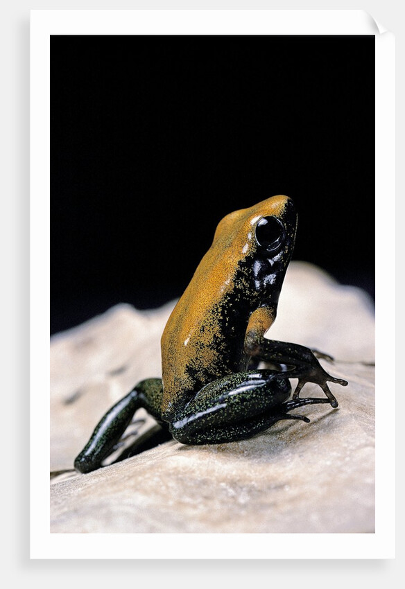Phyllobates bicolor (black-legged dart frog) by Anonymous