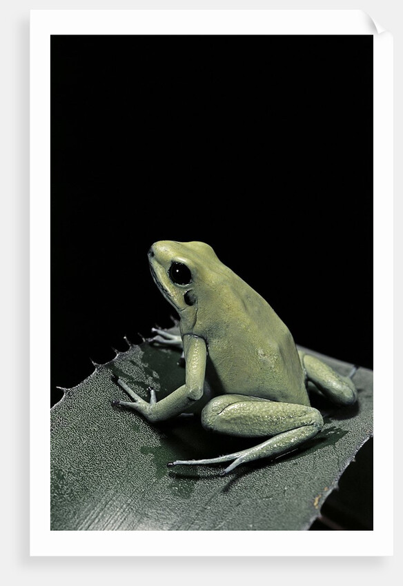 Phyllobates terribilis f. mint (golden poison frog) by Anonymous