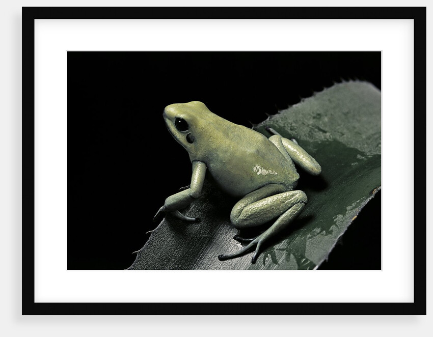 Phyllobates terribilis f. mint (golden poison frog) by Anonymous