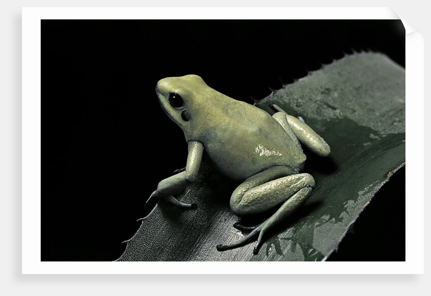 Phyllobates terribilis f. mint (golden poison frog) by Anonymous