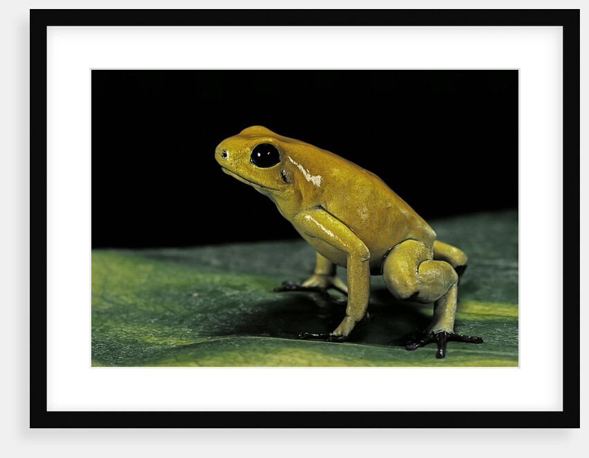 Phyllobates terribilis (golden poison frog) by Anonymous
