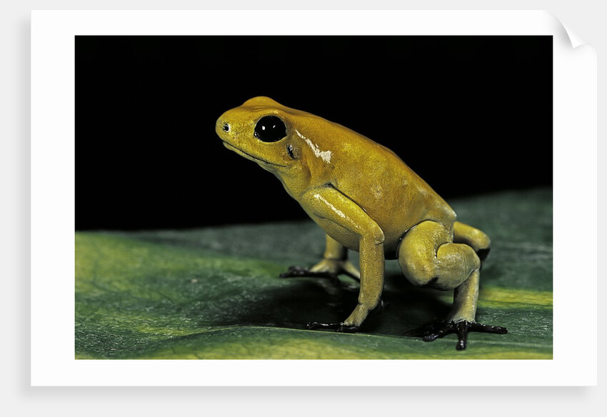 Phyllobates terribilis (golden poison frog) by Anonymous