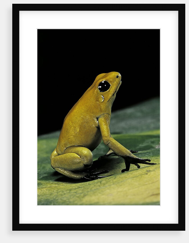 Phyllobates terribilis (golden poison frog) by Anonymous