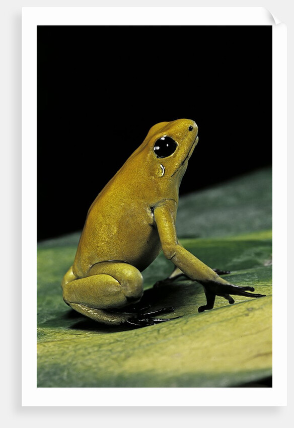 Phyllobates terribilis (golden poison frog) by Anonymous