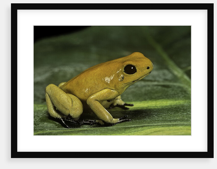 Phyllobates terribilis (golden poison frog) by Anonymous