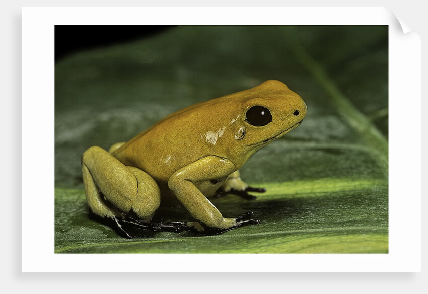 Phyllobates terribilis (golden poison frog) by Anonymous