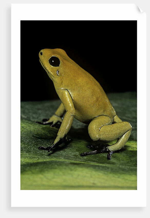 Phyllobates terribilis (golden poison frog) by Anonymous