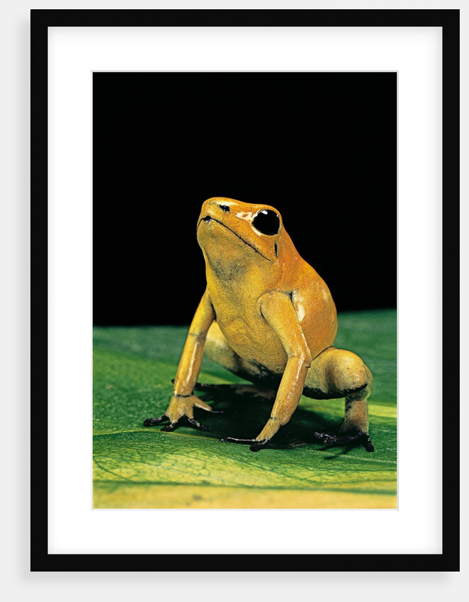 Phyllobates terribilis (golden poison frog) by Anonymous