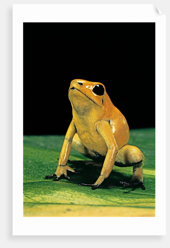 Phyllobates terribilis (golden poison frog) by Anonymous