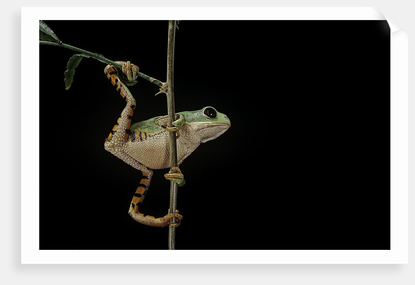 Phyllomedusa hypochondrialis azurea (northern orange-legged leaf frog) by Anonymous
