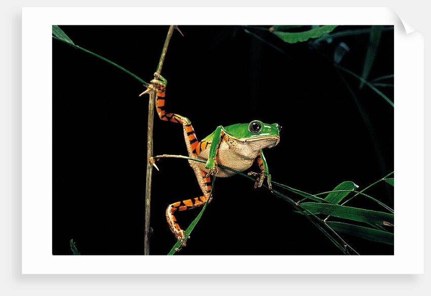 Phyllomedusa hypochondrialis azurea (northern orange-legged leaf frog) by Anonymous