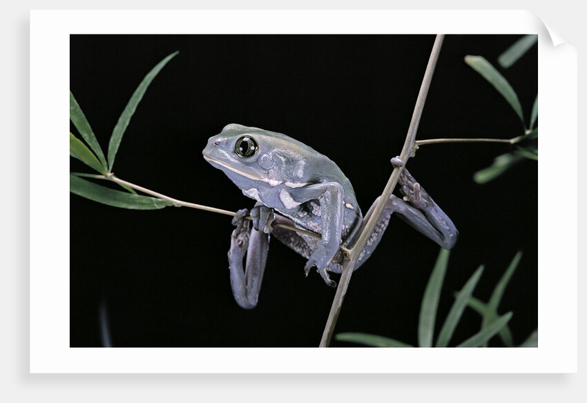 Phyllomedusa sauvagii (waxy monkey leaf frog) by Anonymous