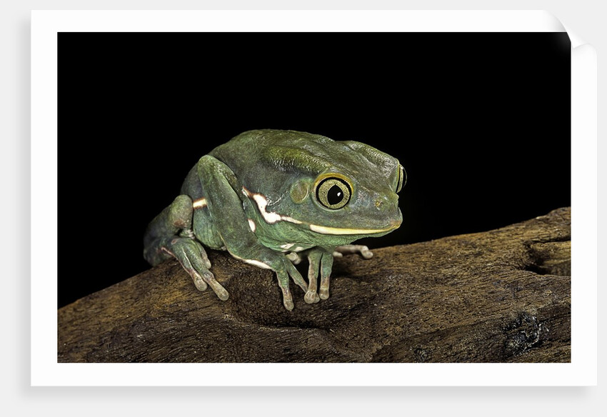 Phyllomedusa sauvagii (waxy monkey leaf frog) by Anonymous